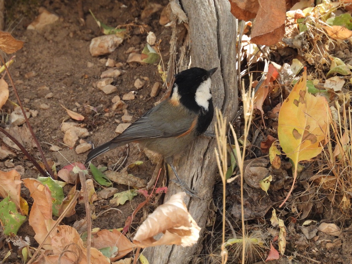 Rufous-naped Tit - ML641492905