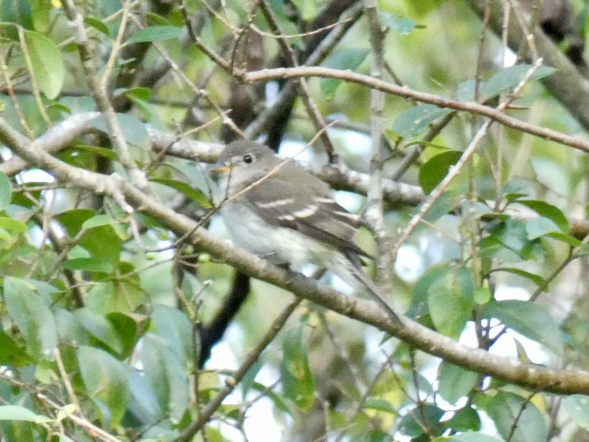 Least Flycatcher - ML641492929