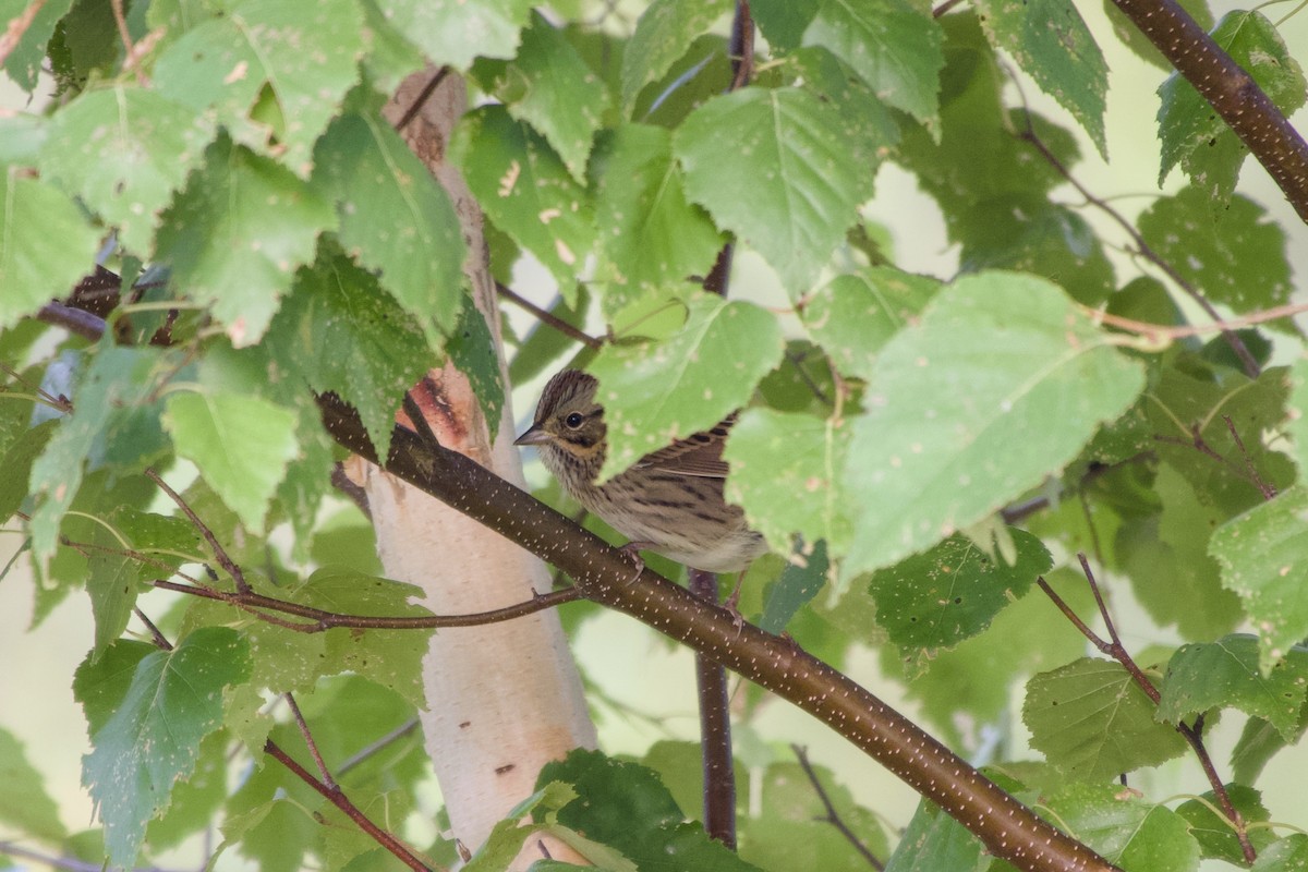 gråbrynspurv - ML641492930