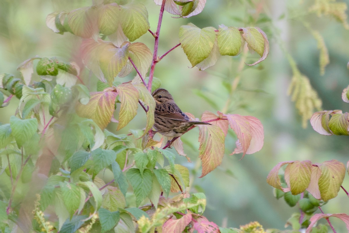 gråbrynspurv - ML641492931