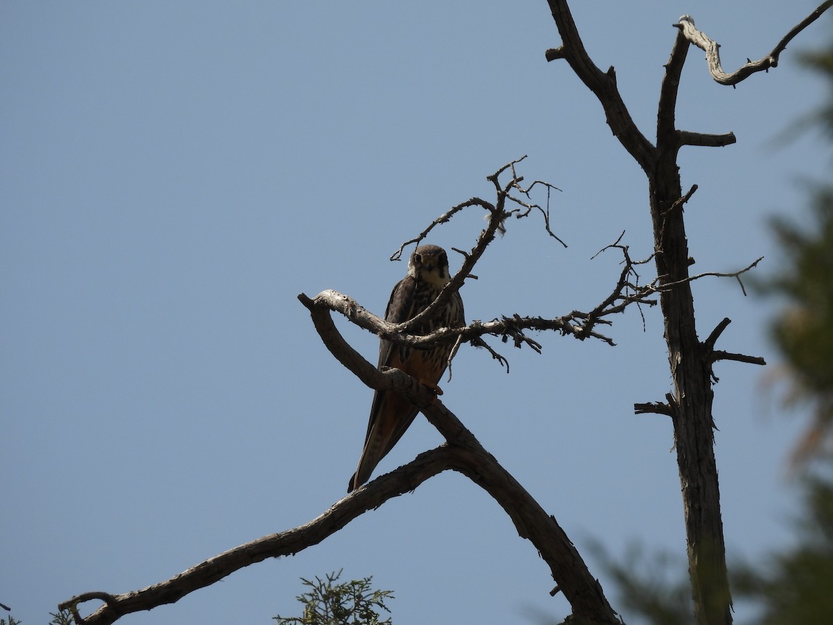 Eurasian Hobby - ML641492975