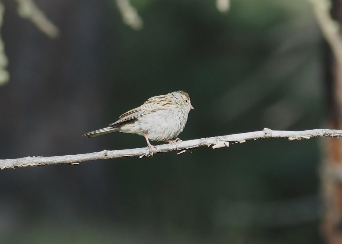 Chipping Sparrow - ML641492982