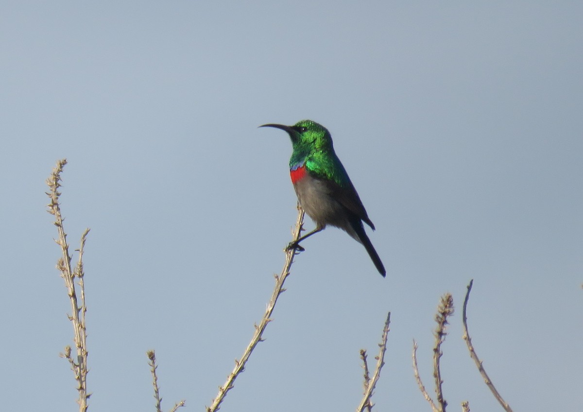 Southern Double-collared Sunbird - ML641492983