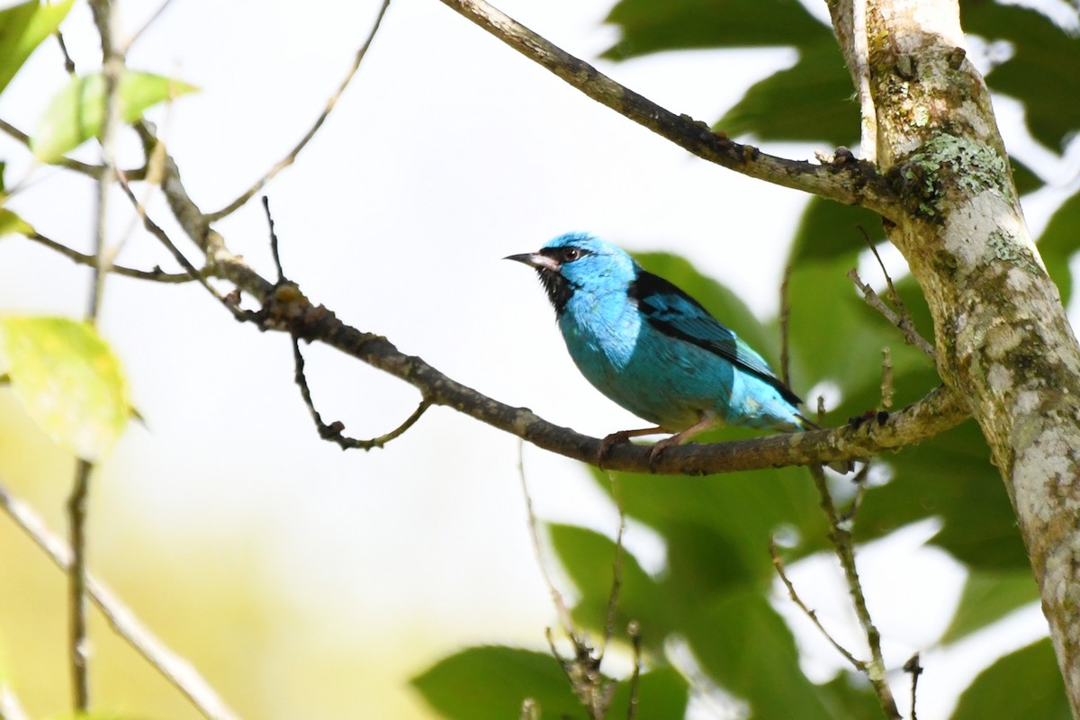 Blue Dacnis - ML641492984