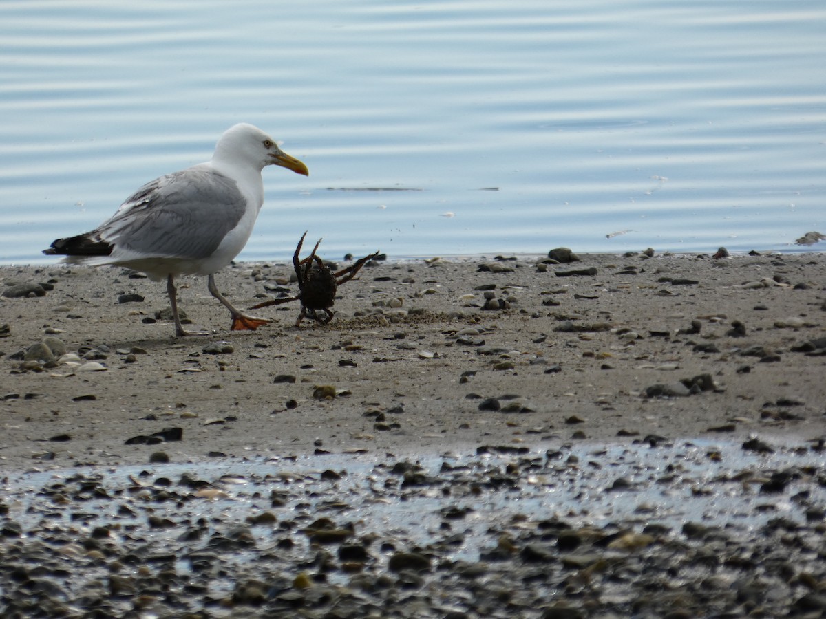 American Herring Gull - ML641492995