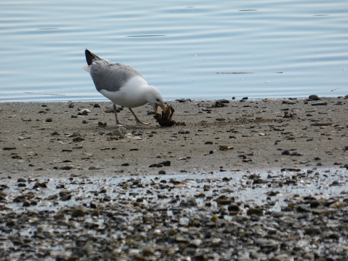 American Herring Gull - ML641492996