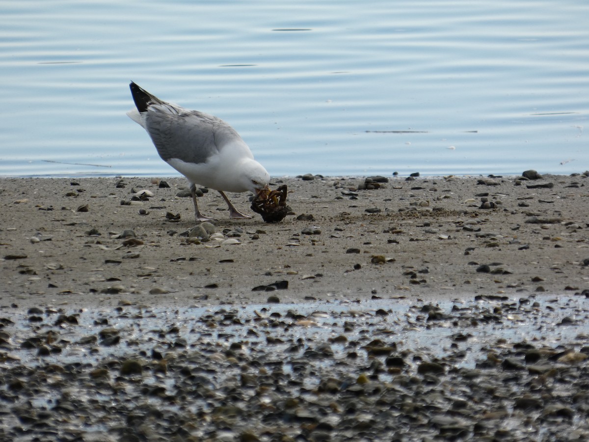American Herring Gull - ML641492998
