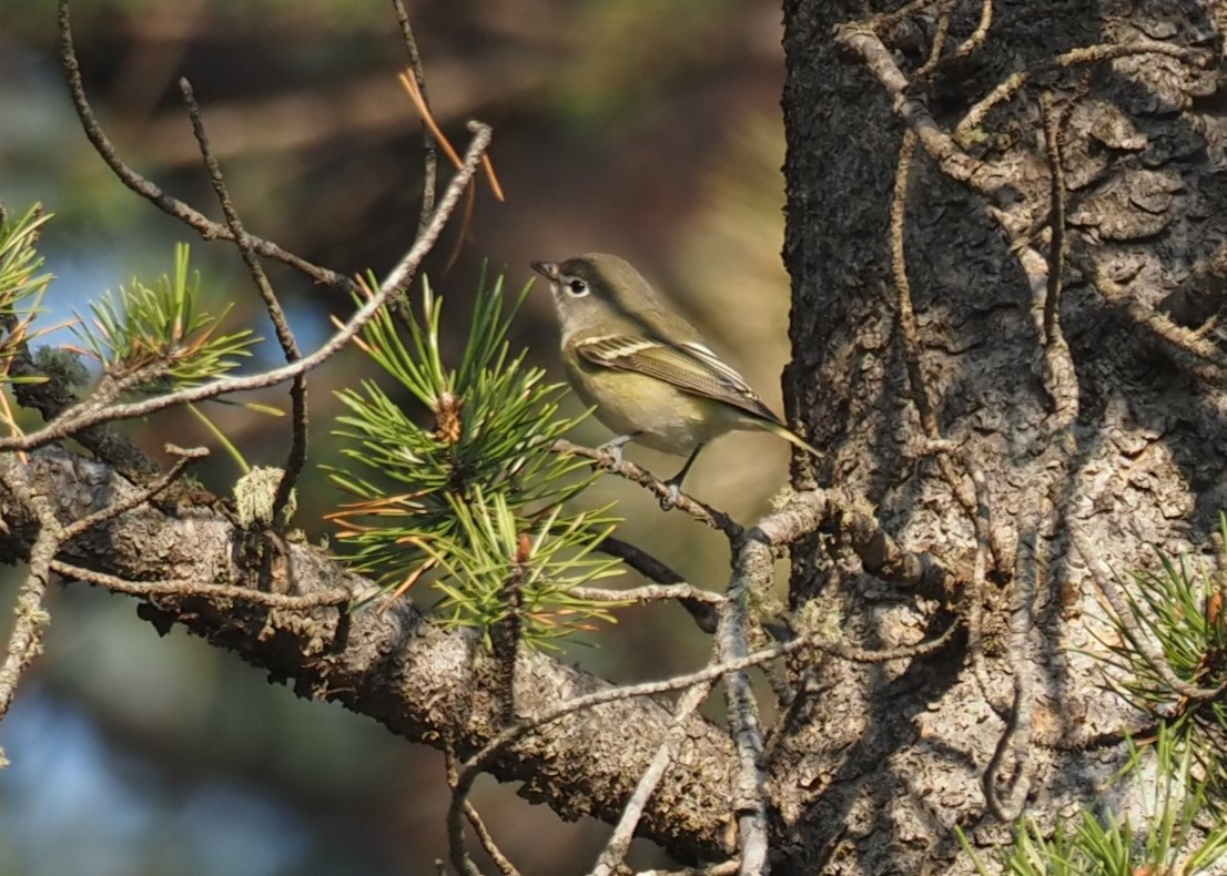 Cassin's Vireo - ML641492999