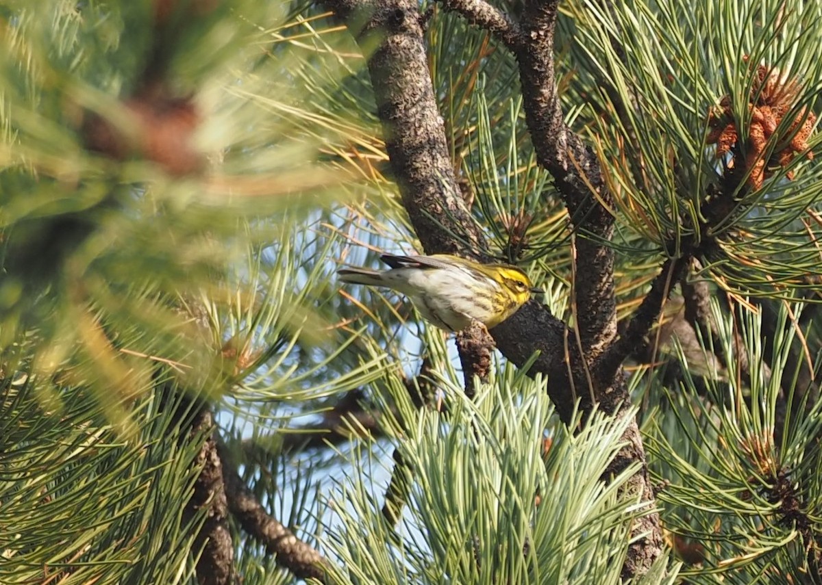 Townsend's Warbler - ML641493004