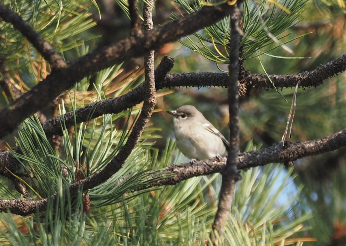 Plumbeous Vireo - ML641493007