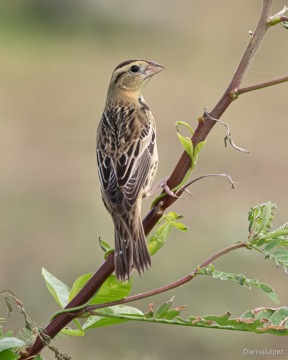 bobolink - ML641493012