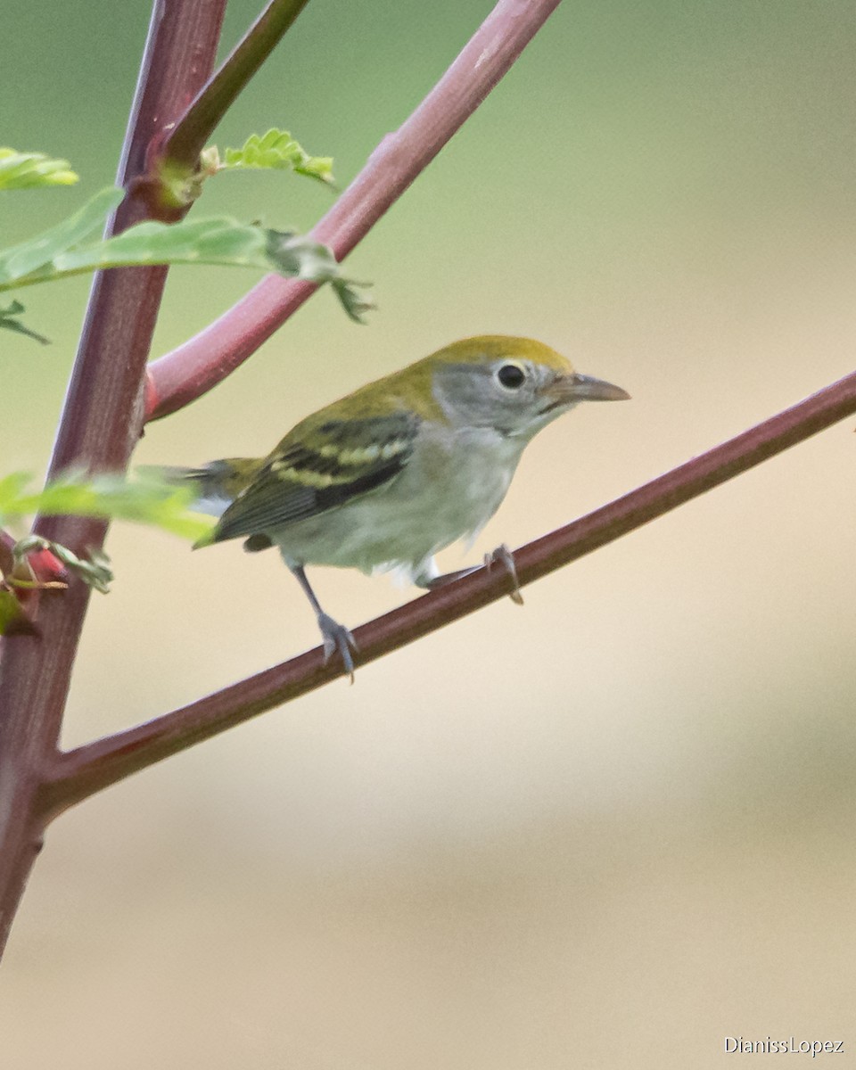 brunsideparula - ML641493032