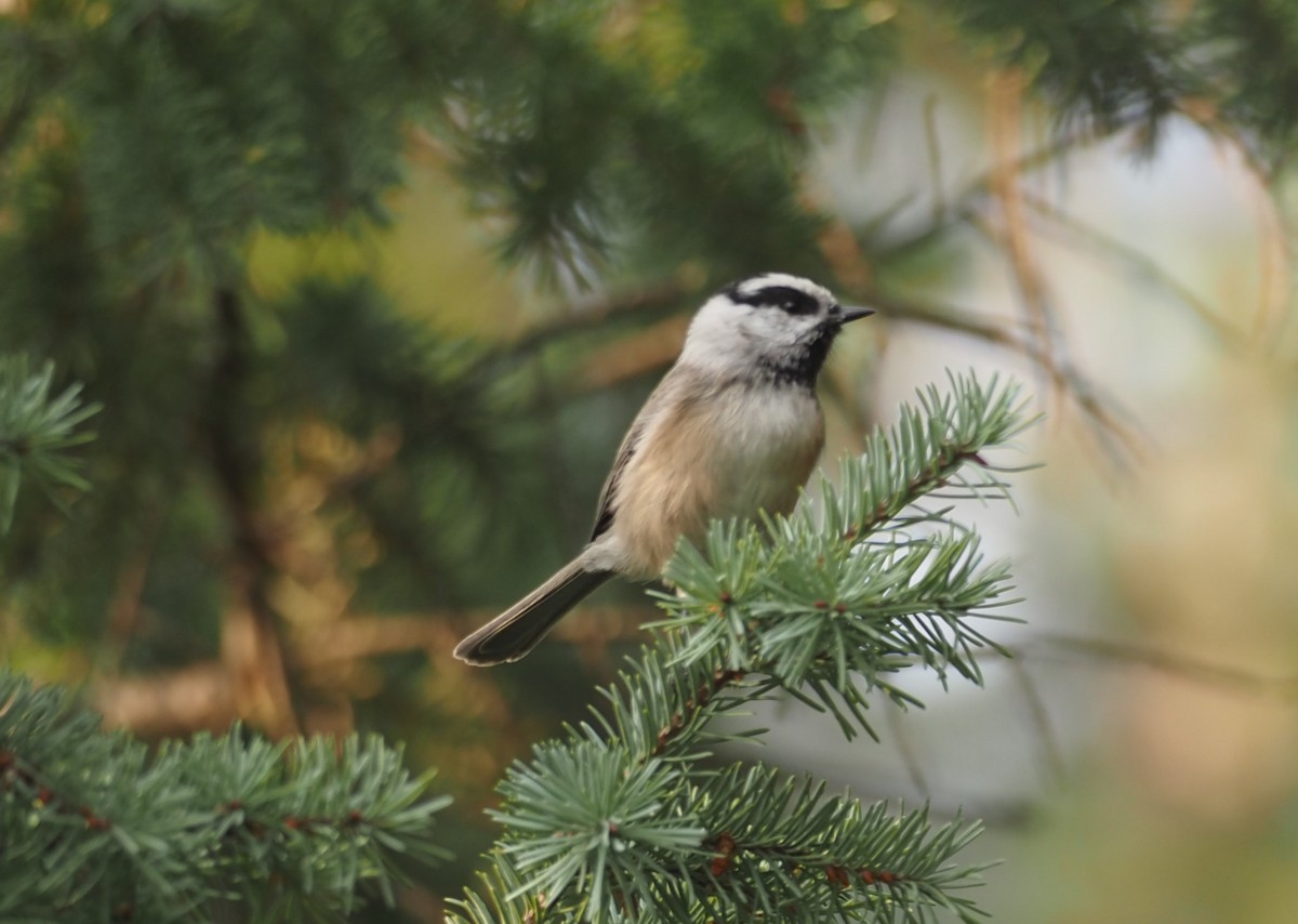 Mountain Chickadee - ML641493034