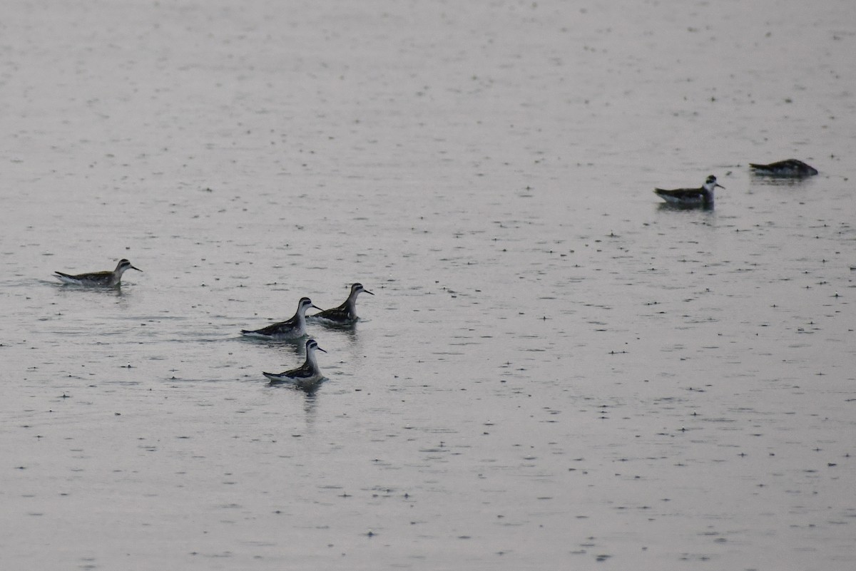 Red-necked Phalarope - ML641493035