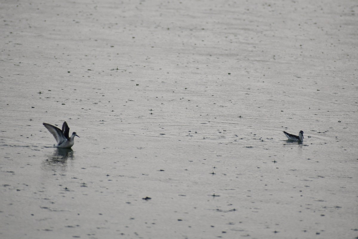 Red-necked Phalarope - ML641493036