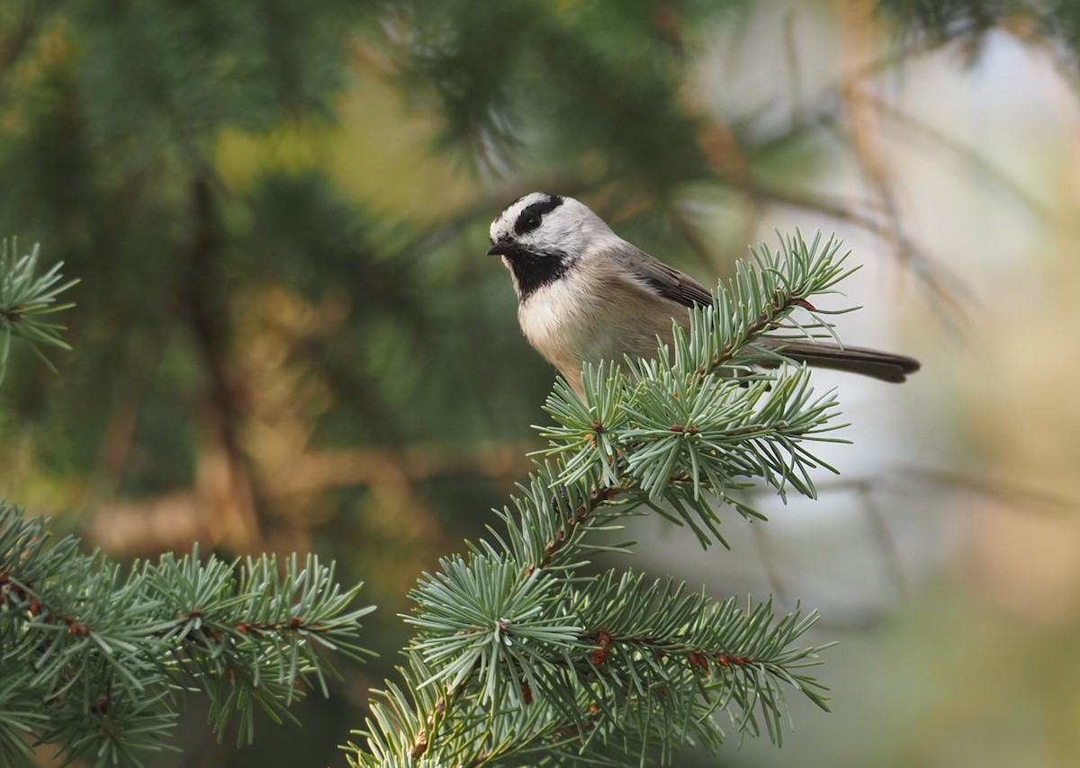 Mountain Chickadee - ML641493045