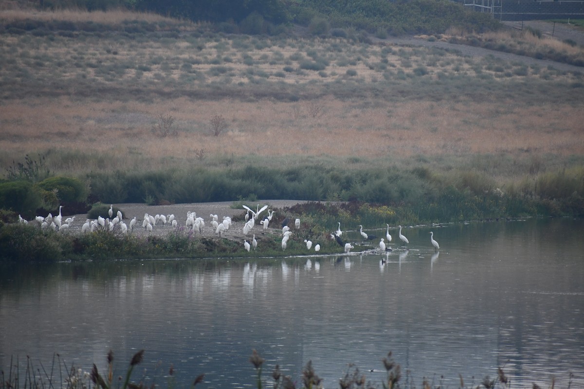 Great Egret - ML641493050