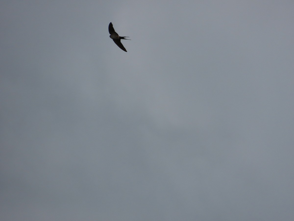 Eastern Red-rumped Swallow (Striated) - ML641493051