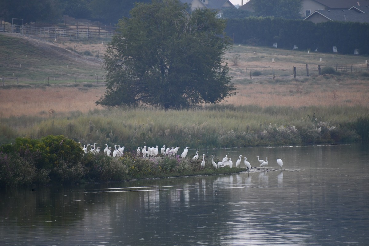 Great Egret - ML641493063