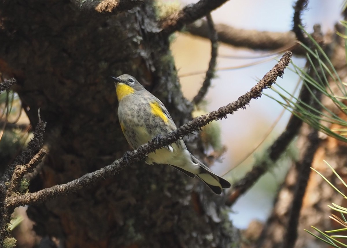 Yellow-rumped Warbler (Audubon's) - ML641493072