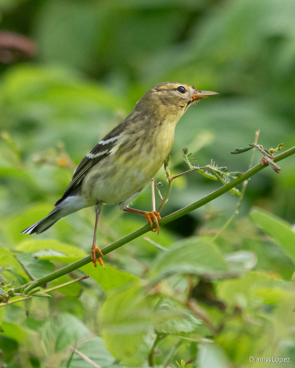 svarthetteparula - ML641493074