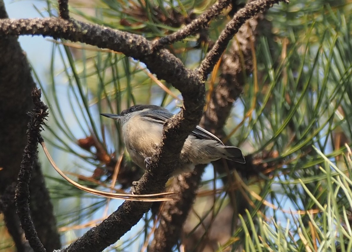 Pygmy Nuthatch - ML641493075