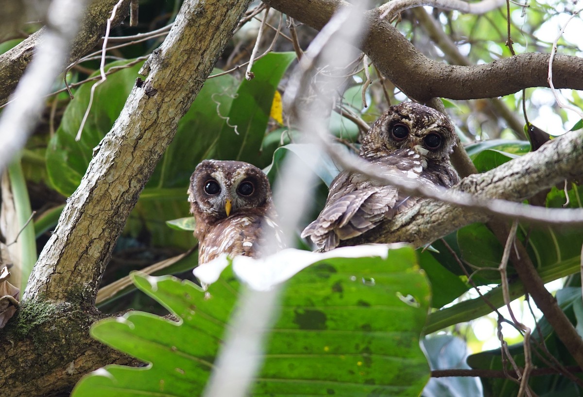 African Wood-Owl - ML641493079