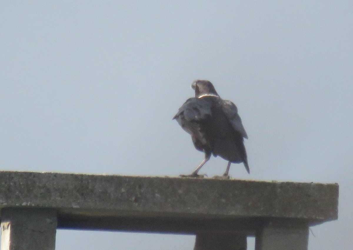 White-necked Raven - ML641493088