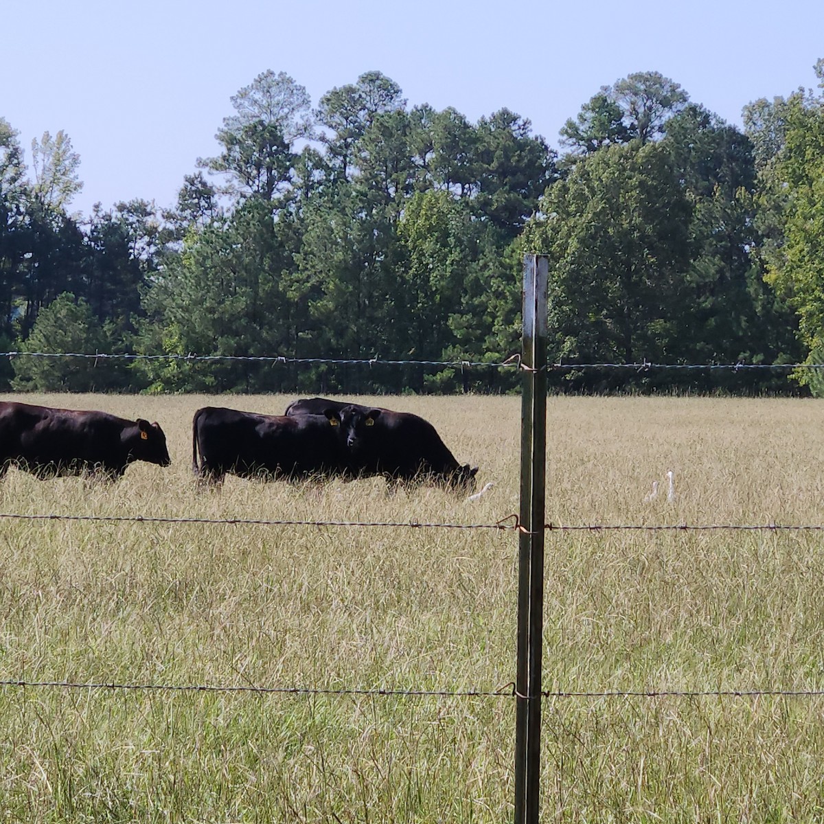 Western Cattle-Egret - ML641493094