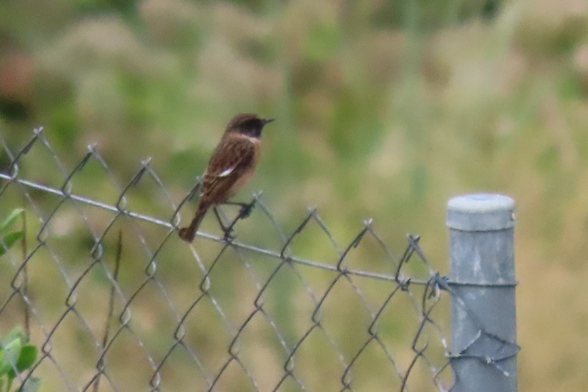 Трав'янка чорноголова - ML641493107