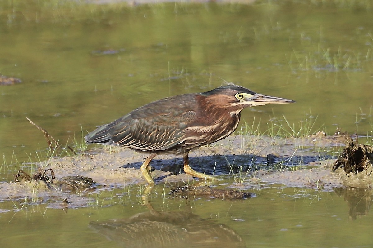 Green Heron - ML641493113
