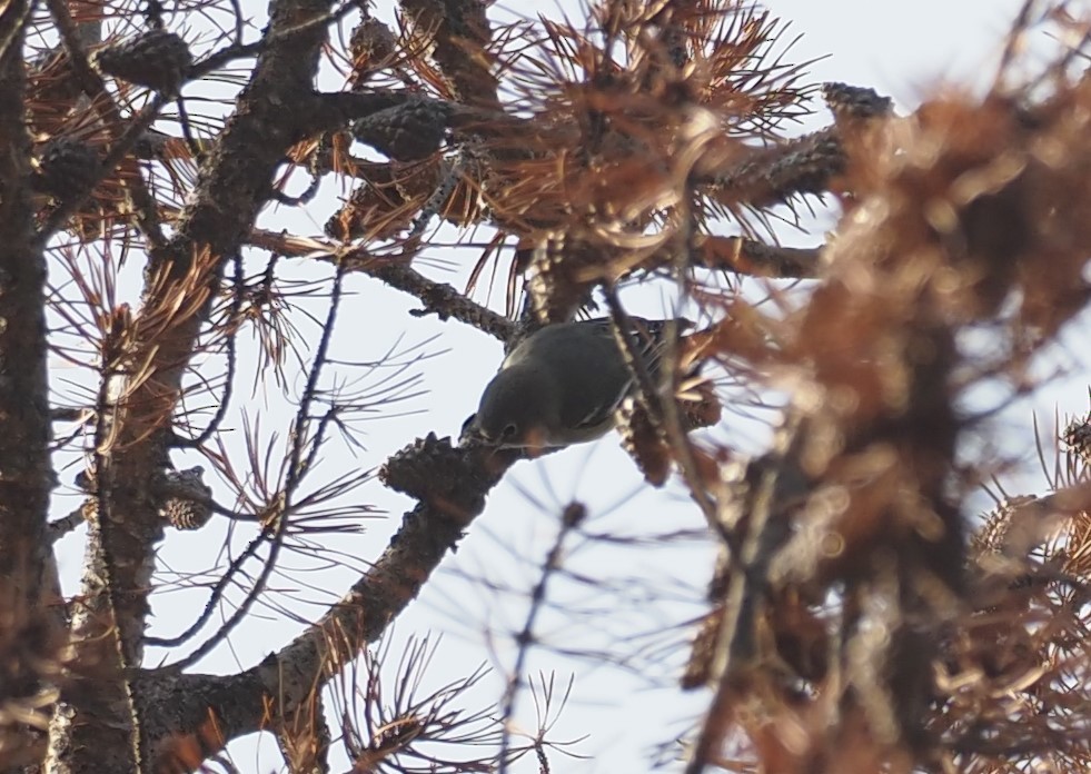 Plumbeous Vireo - ML641493209