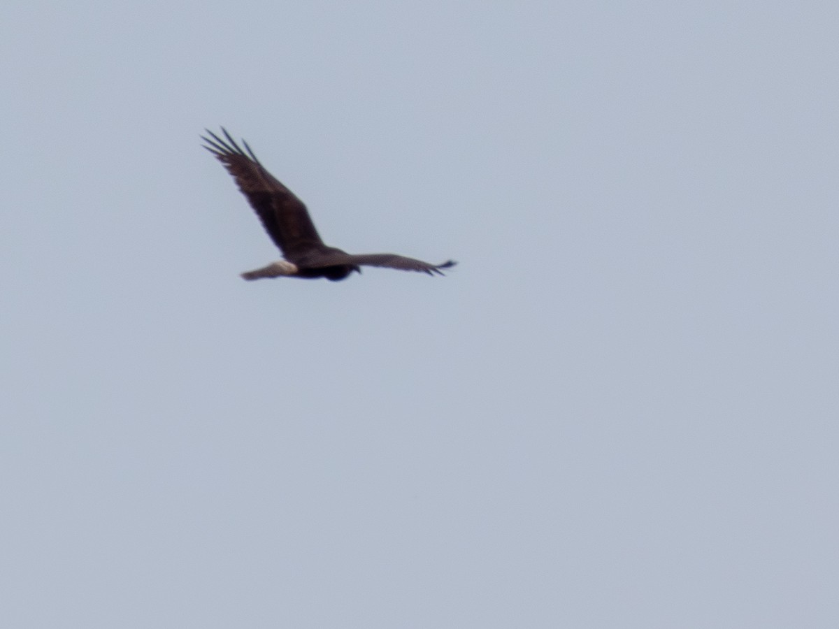 Swamp Harrier - ML641493218