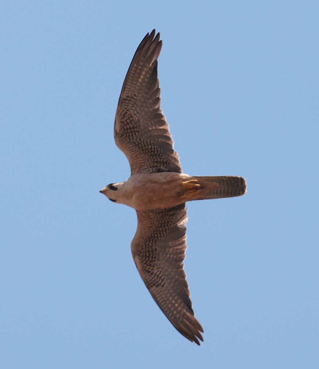 Lanner Falcon - ML641493220