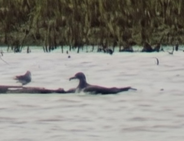 Sabine's Gull - ML641493230