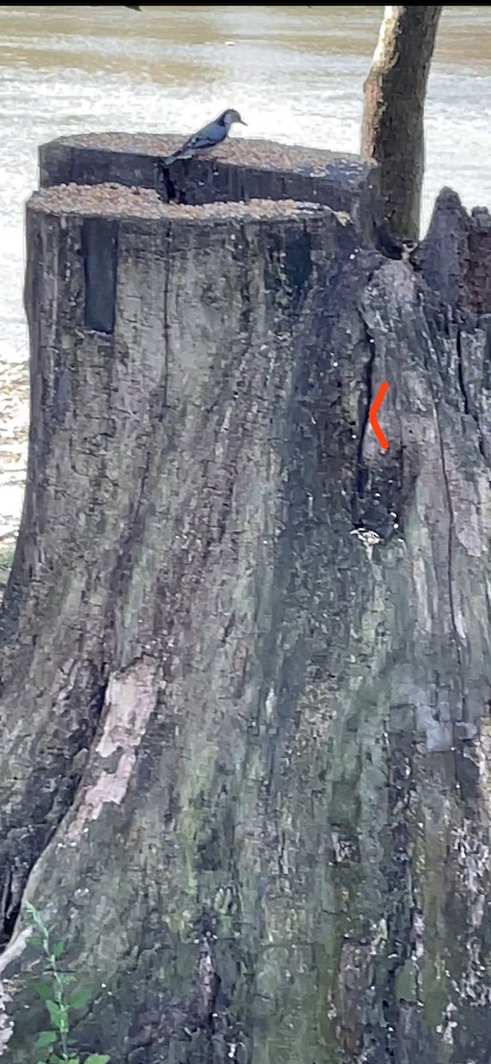 White-breasted Nuthatch - ML641493238