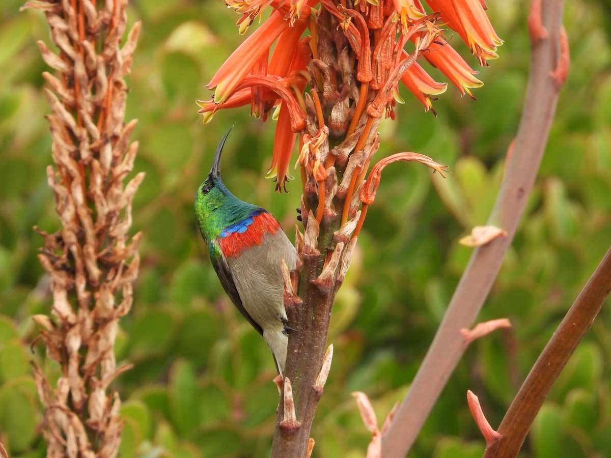 Southern Double-collared Sunbird - ML641493258