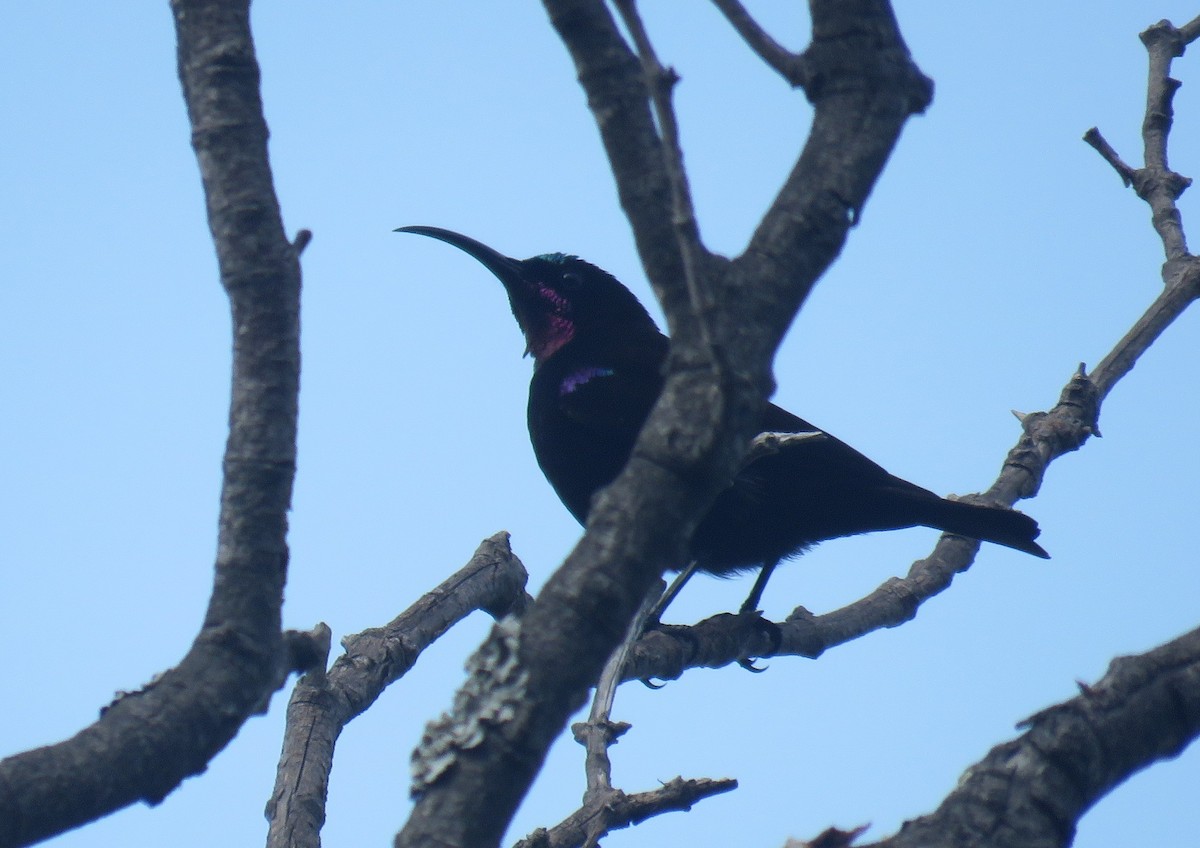 Amethystglanzköpfchen - ML641493278