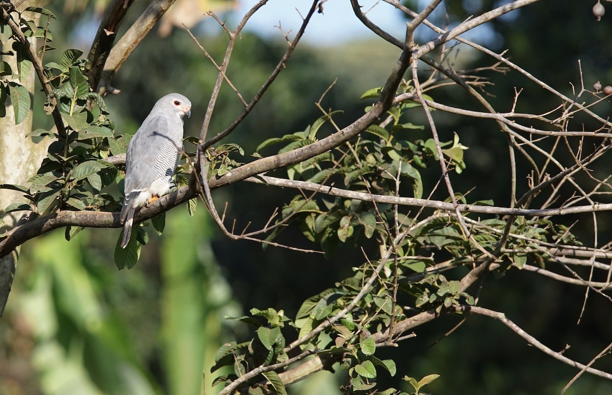 Lizard Buzzard - ML641493295