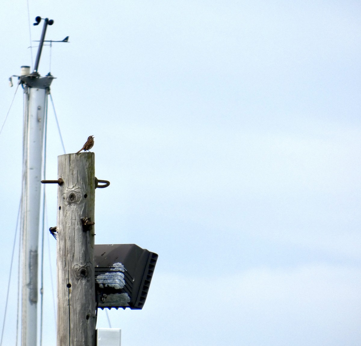 Song Sparrow - ML641493297