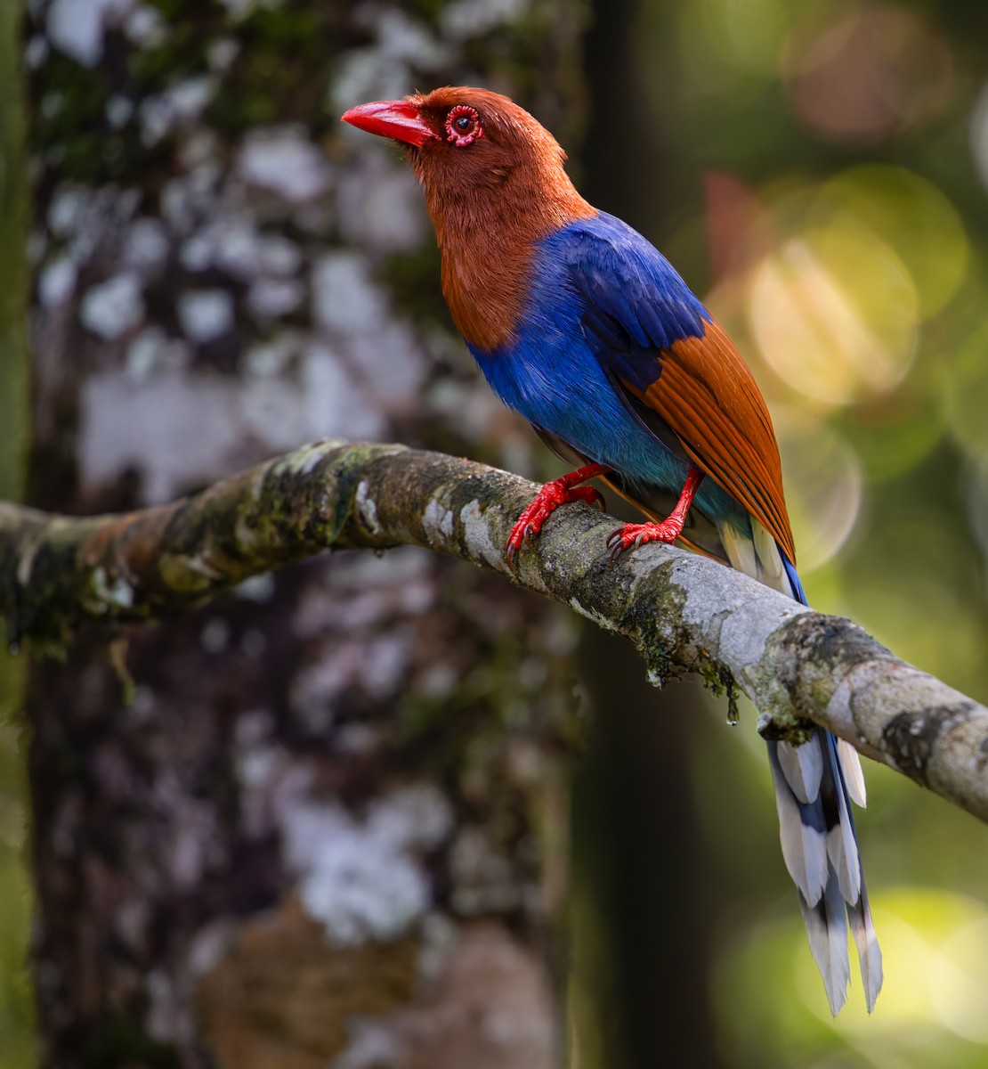 Sri Lanka Blue-Magpie - ML641493317