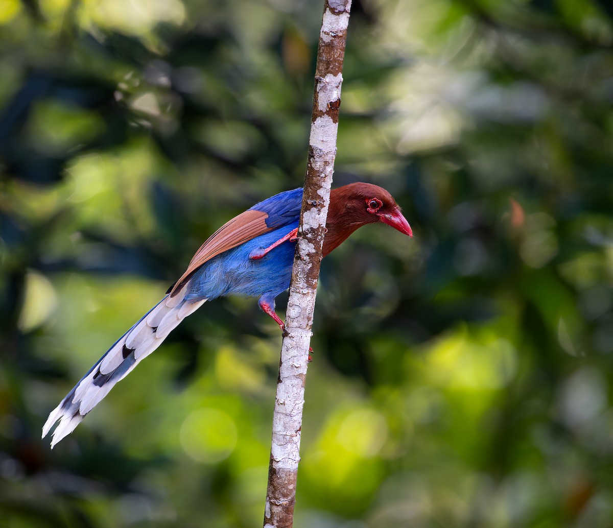Sri Lanka Blue-Magpie - ML641493326