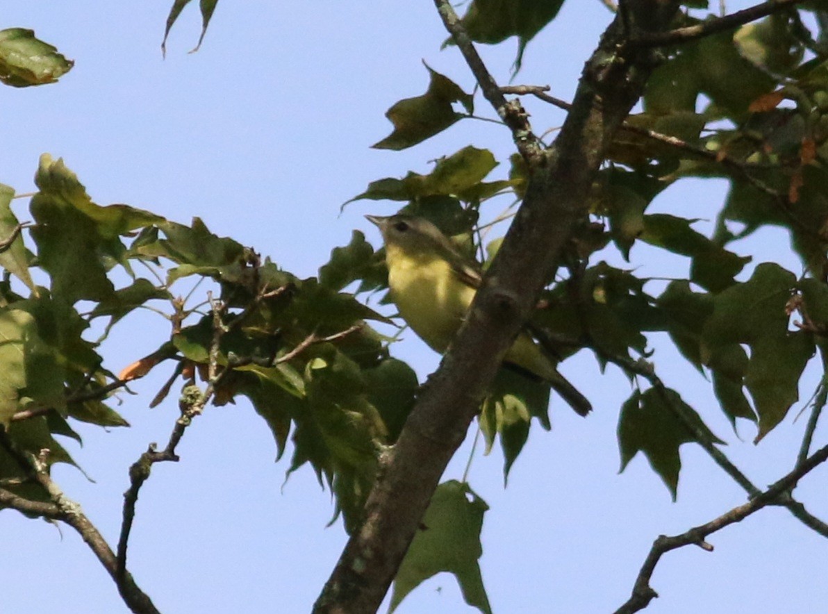 Philadelphia Vireo - ML641493327