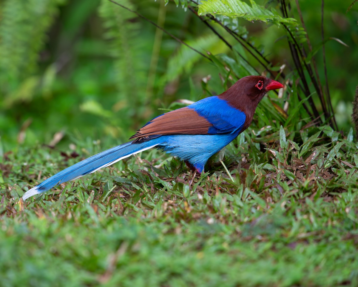 Sri Lanka Blue-Magpie - ML641493337