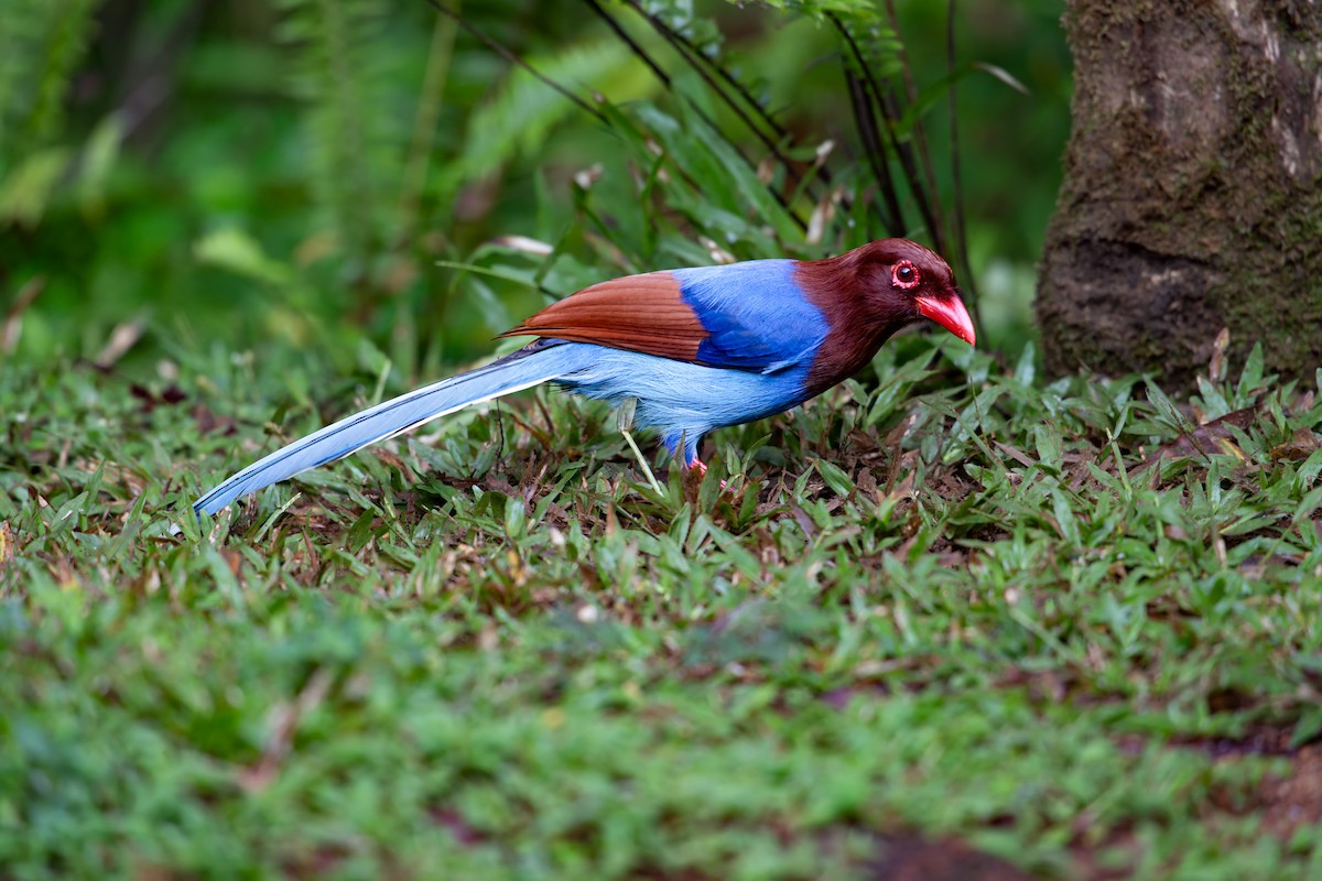 Sri Lanka Blue-Magpie - ML641493342