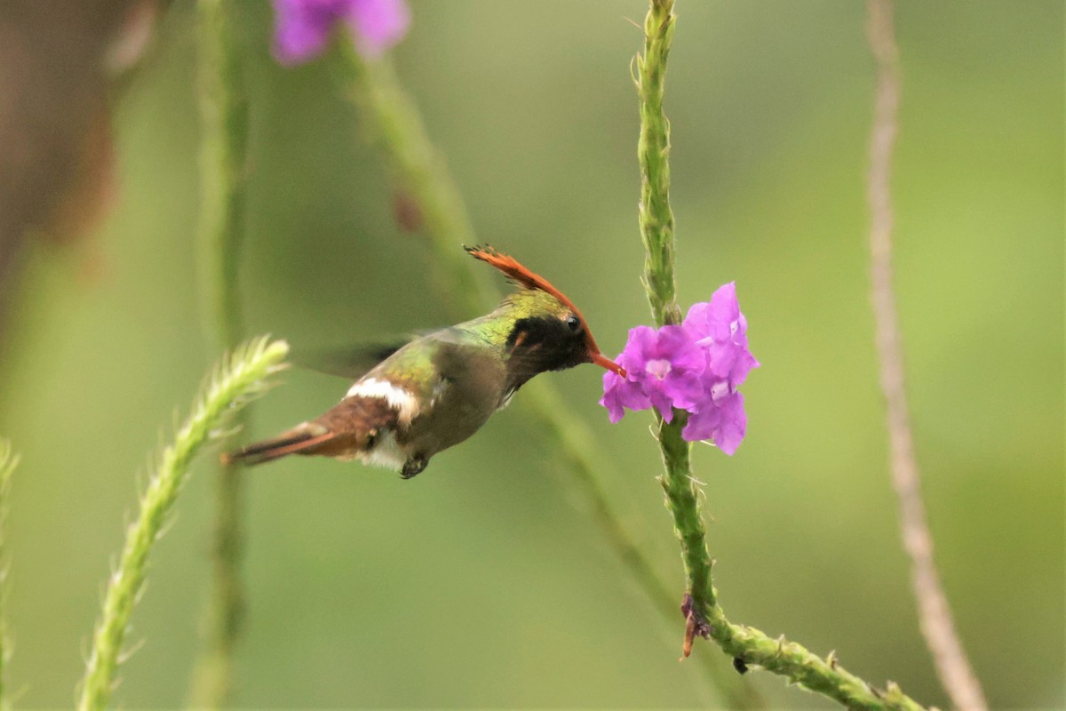 Rufous-crested Coquette - ML641493387