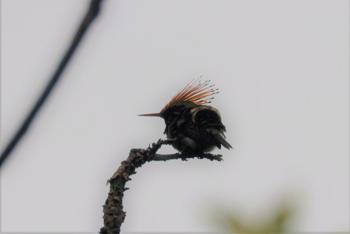 Rufous-crested Coquette - ML641493388