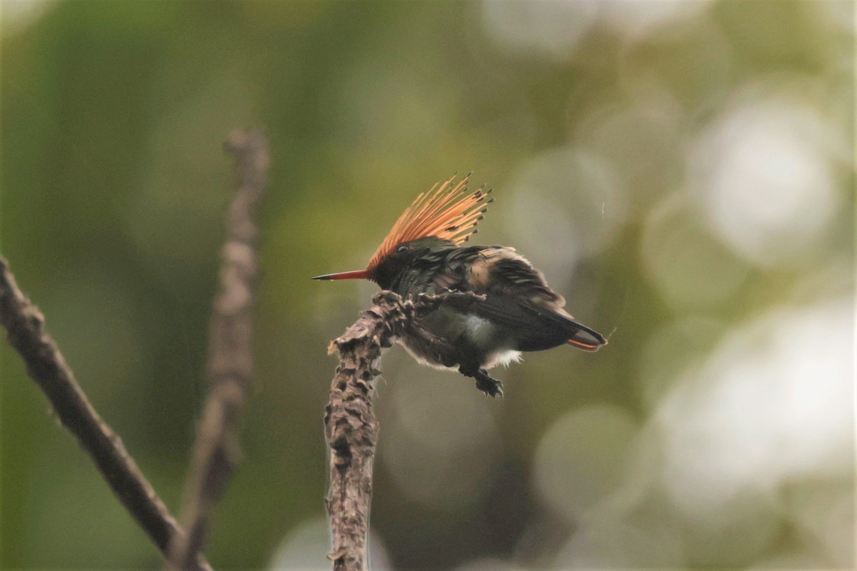 Rufous-crested Coquette - ML641493389