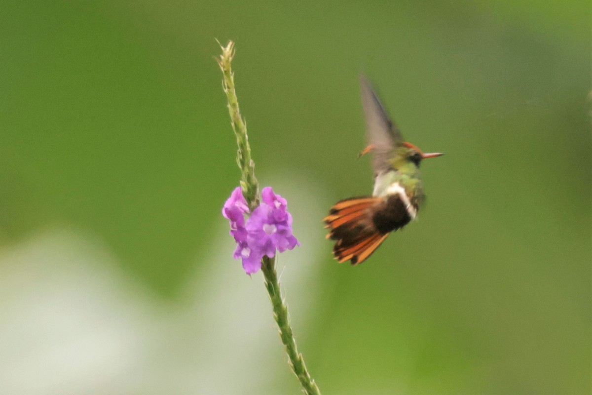 Rufous-crested Coquette - ML641493390