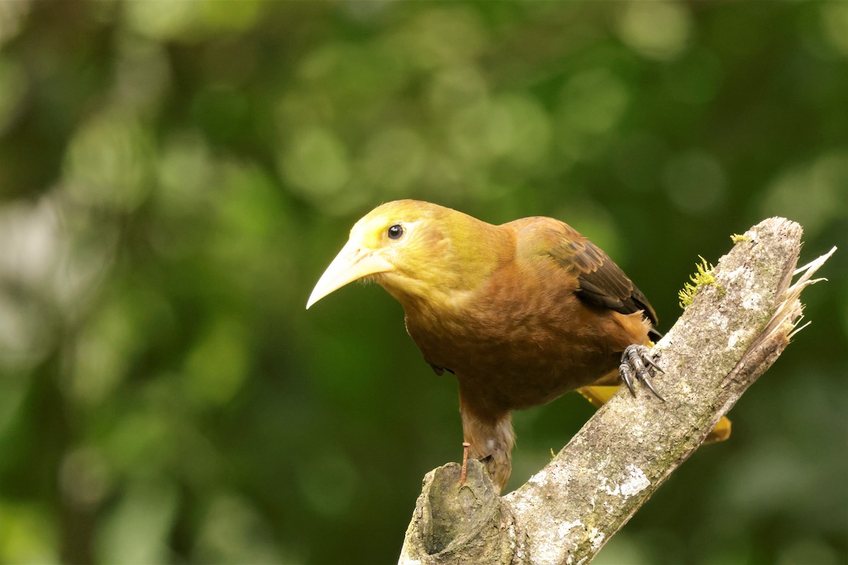 Russet-backed Oropendola (Russet-backed) - ML641493417
